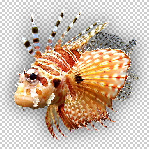 Variation 7