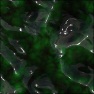 Slimy Alien Organism