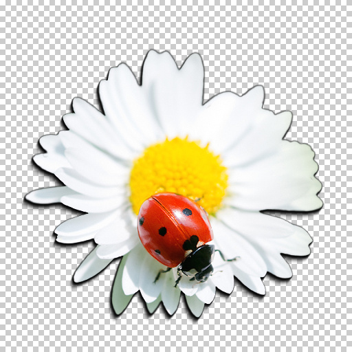 Variation 8