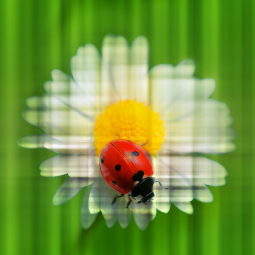 Variation 6
