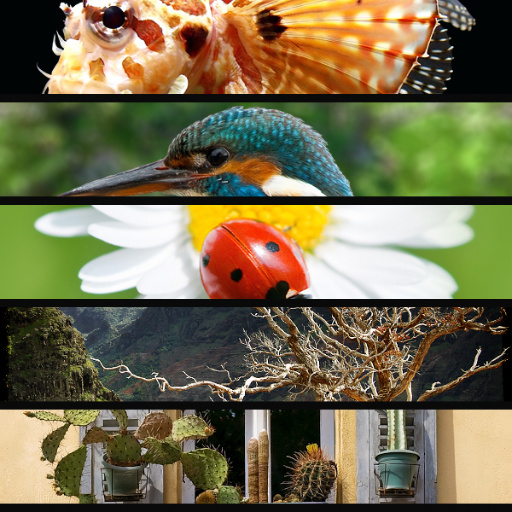 Variation 3