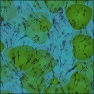 Tadpoles