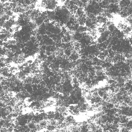 Bump Map