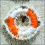 Radial Van Gogh