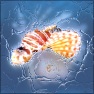 Waning Ice Age