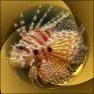 3D Reflective Spiraling Vortex Photo Effect