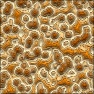 3D Reflective Colorful Layered Cells