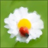 The Easy Painless Abstract Water Color Photo Effect