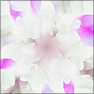 SL1 Flower Generator