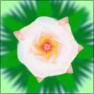 SL2 Flower Generator