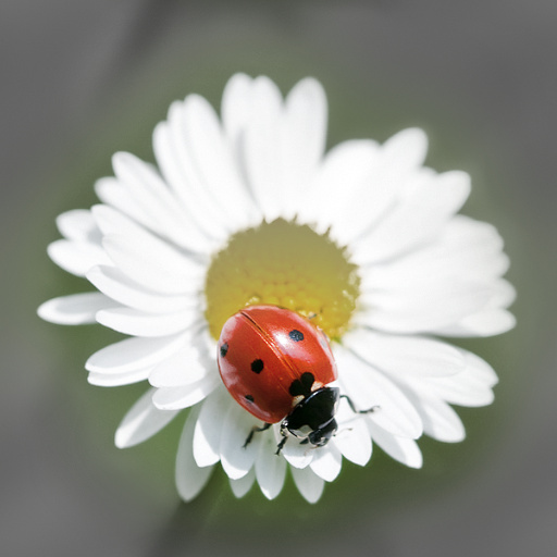 Variation 8