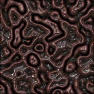 Intestinal