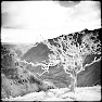 B&W Image Toning