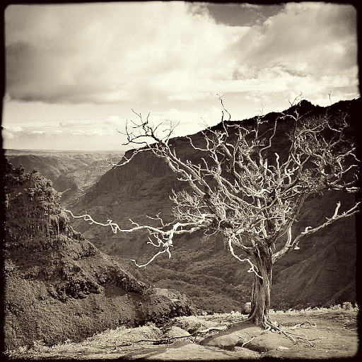 Variation 8