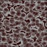 Virus/Chaos Bacteria