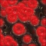 Blood Cells