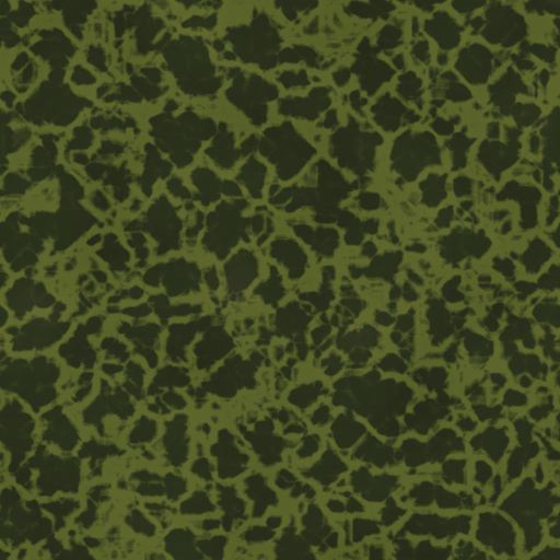 Diffuse Map