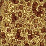 Organic : Pollen Fantasy