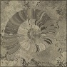 Fossil Ammonite