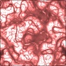 Vasculature