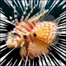Radial Lines & Edges Photo Effect