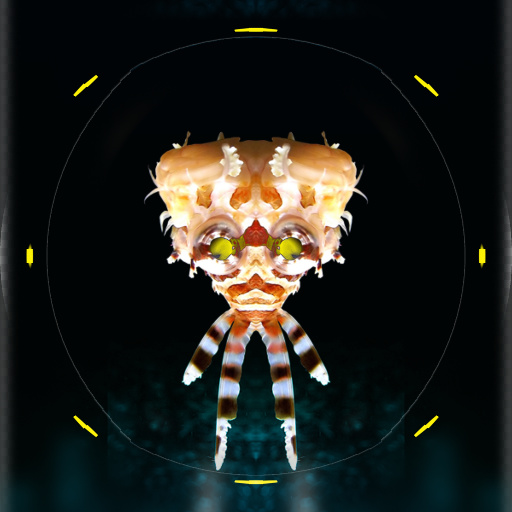 Variation 6