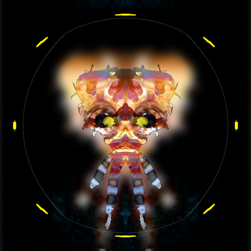 Variation 8