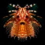 FishInsects 2