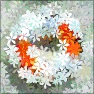 Flower Power