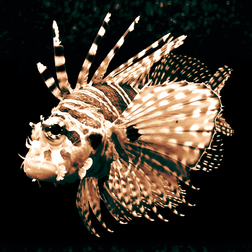 Variation 8