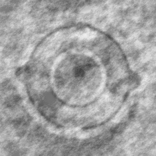 Diffuse Map