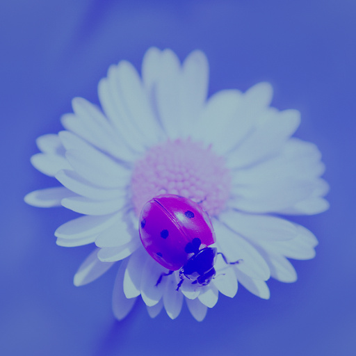 Variation 1