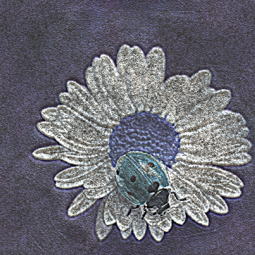 Variation 7