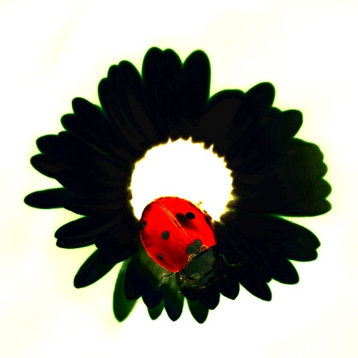 Variation 5