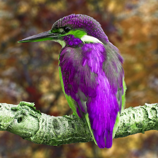 Variation 2