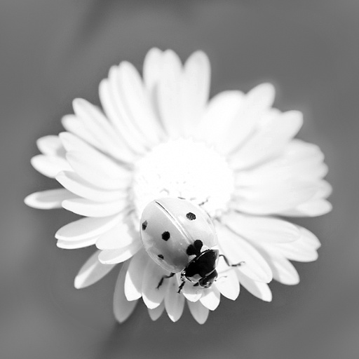Variation 5