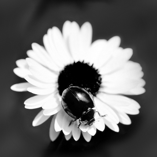 Variation 6
