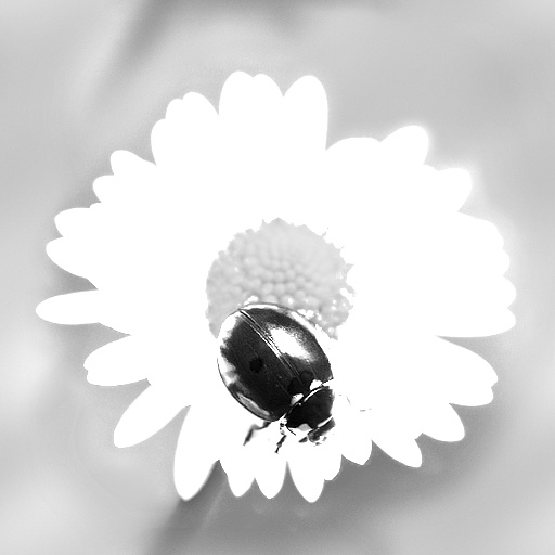 Variation 7