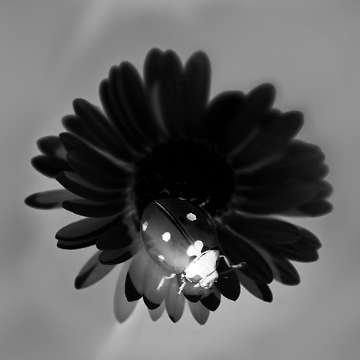 Variation 8