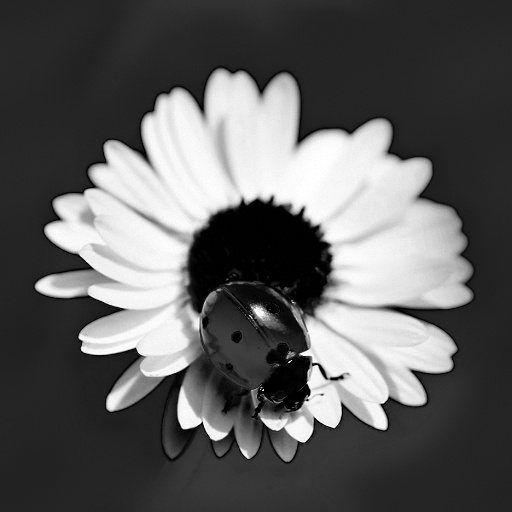 Variation 6