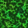 Bacteria Research