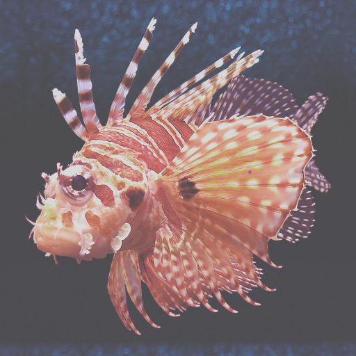 Insta-Hipster (Effect)