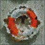 S-Cover