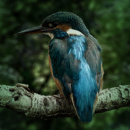 Variation 8