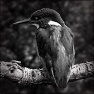Contrast Blury/Sharp & Vig 2