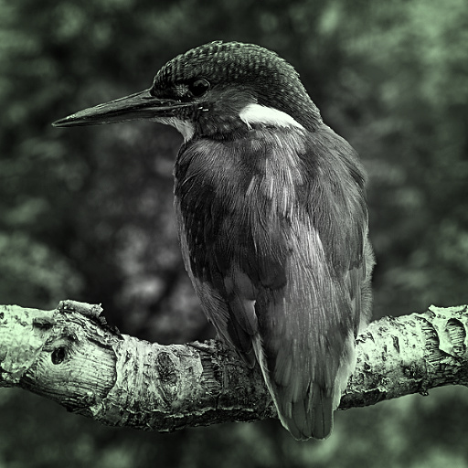 Variation 1