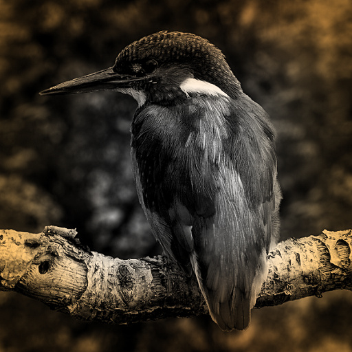 Variation 4