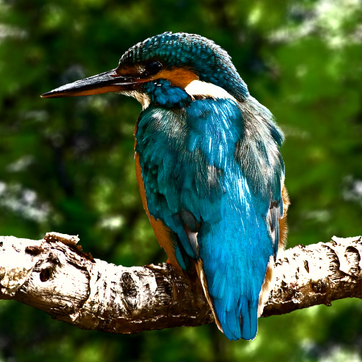 Variation 8