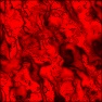 Noise Lab: Genetic Distracted Veins