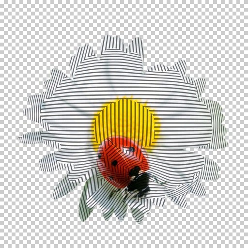 Variation 3